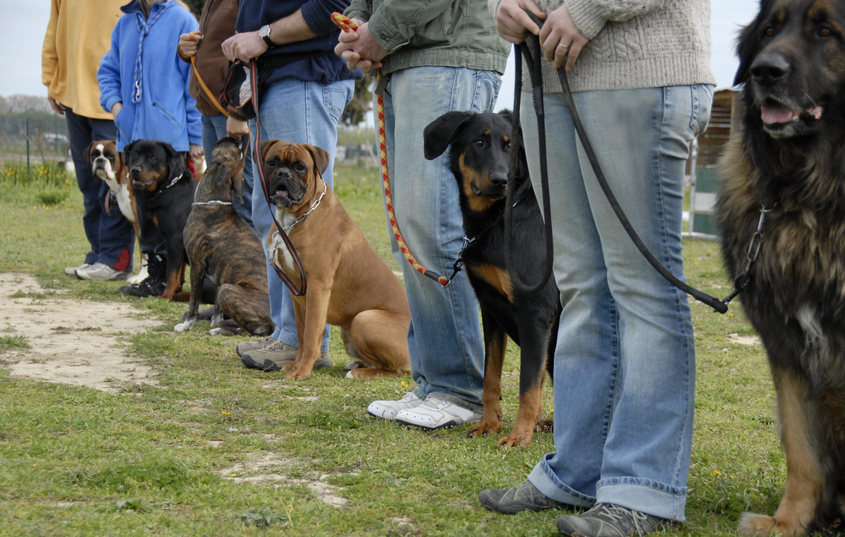 Dogs and owners lined up on grass.
