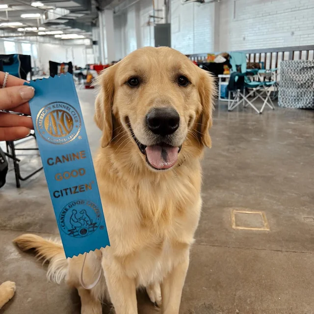 Golden retriever with "Canine Good Citizen" ribbon.