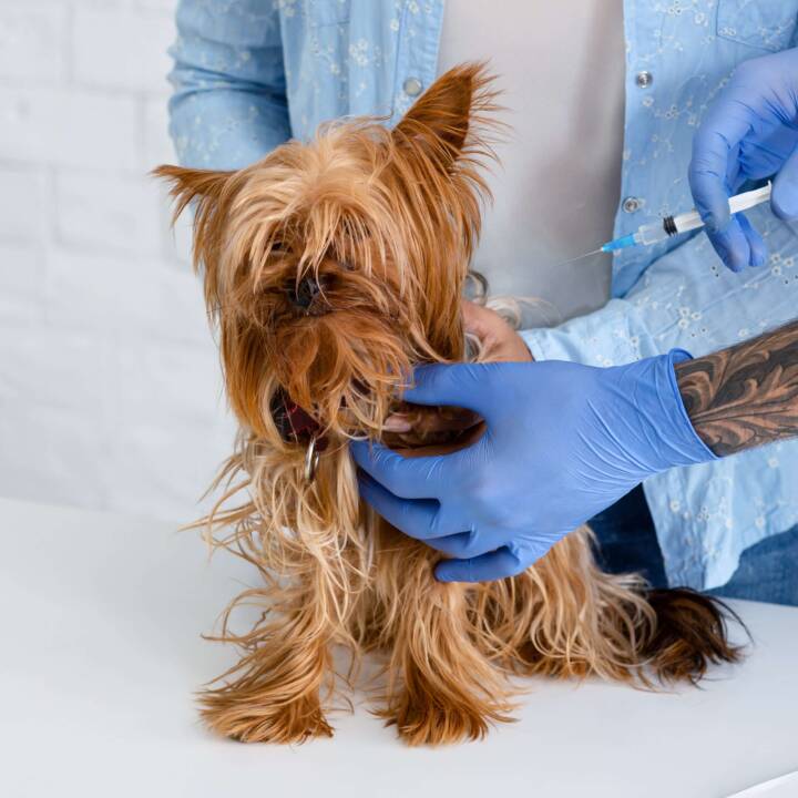 Veterinarian examining small dog with gloves.